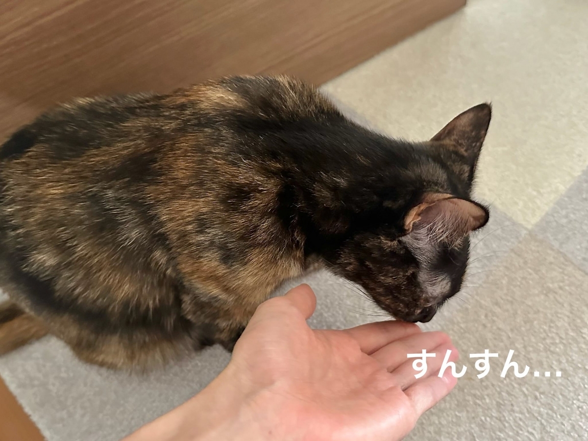 飼い主の手の匂いを嗅ぐもなちゃん