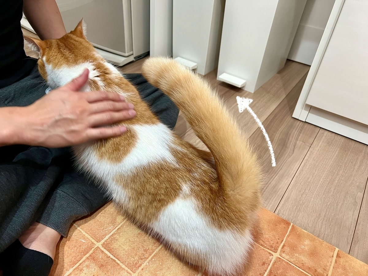しっぽあげあげのるるちゃん