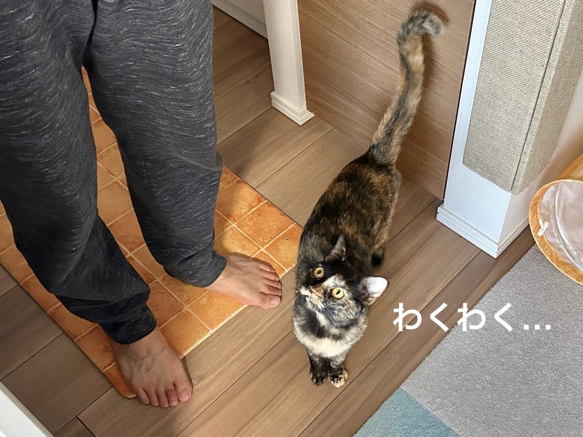 おねだり顔のもなちゃん
