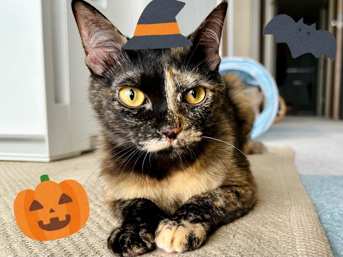 ハロウィンコスプレのもなちゃん