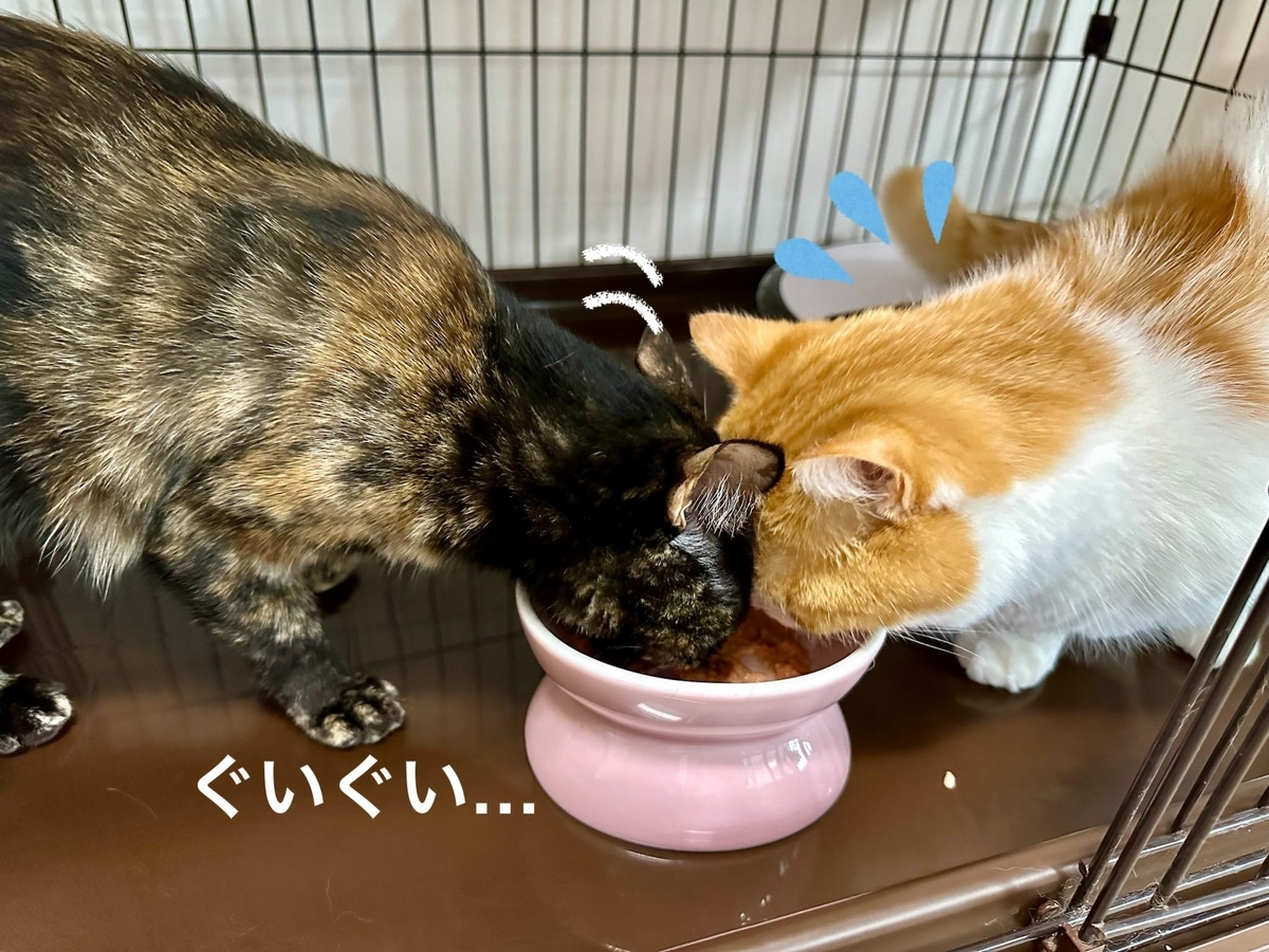 るるちゃんのおやつを横取りするもなちゃん