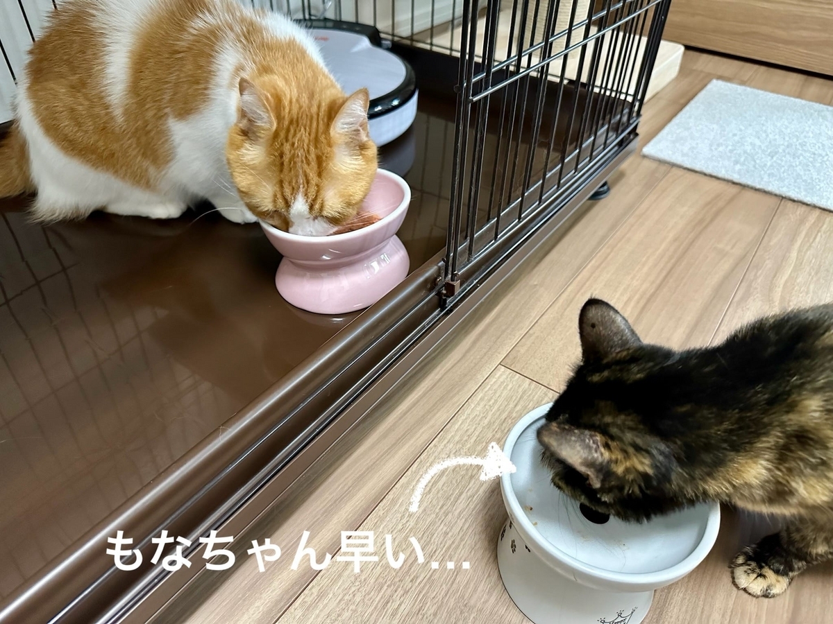 もぐもぐタイムのるるもな