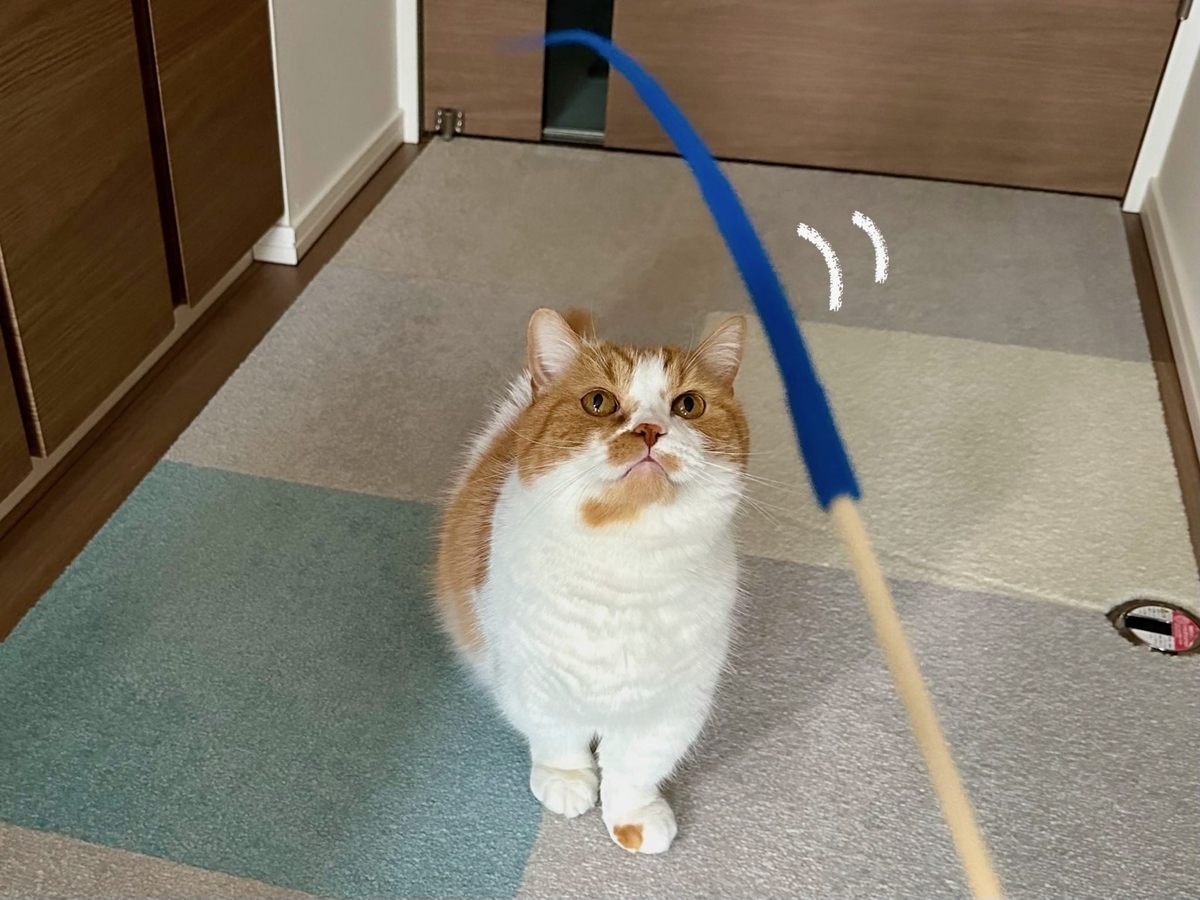 ペテモのおもちゃ