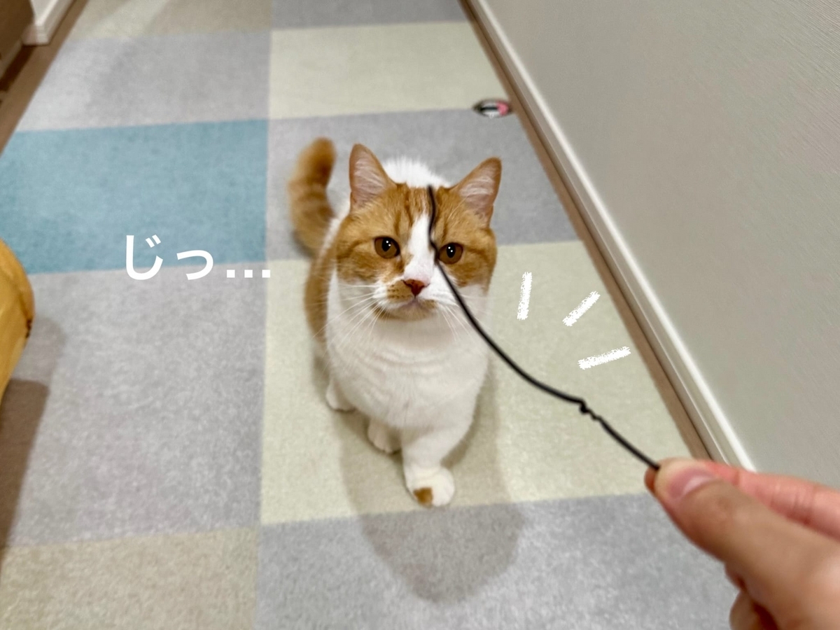 紐を見つめるるるちゃん