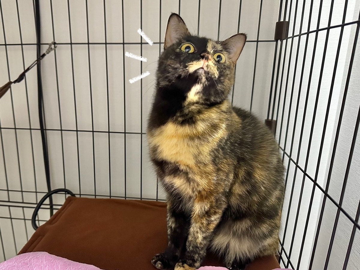 数日前のもなちゃんの様子