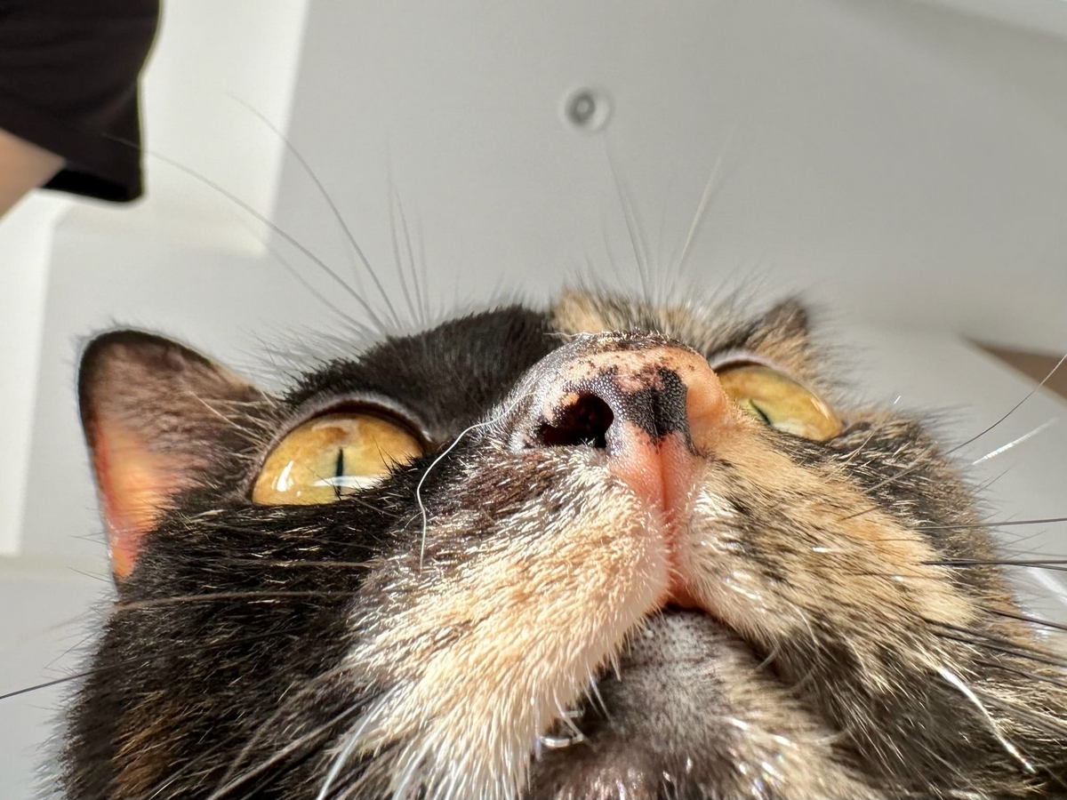 もなちゃんのドアップ1