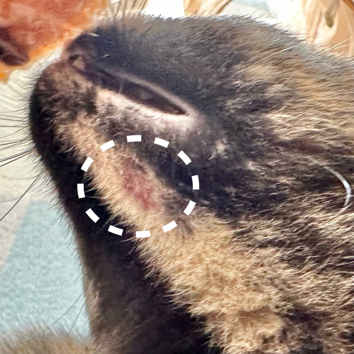 もなちゃんの顎の傷2