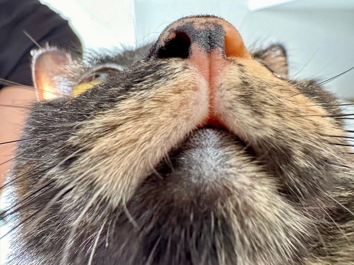 もなちゃんのドアップ2