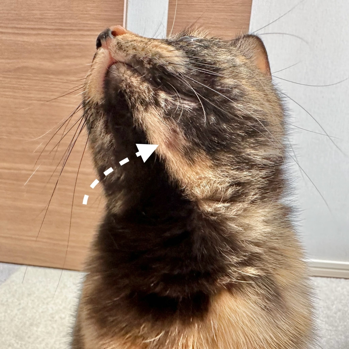 もなちゃんの顎の傷1