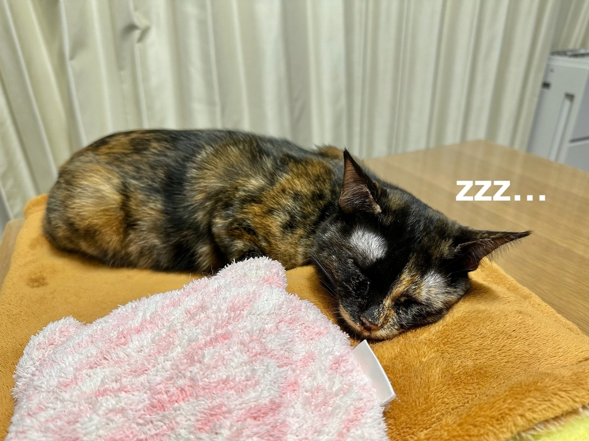 お昼寝中のもなちゃん