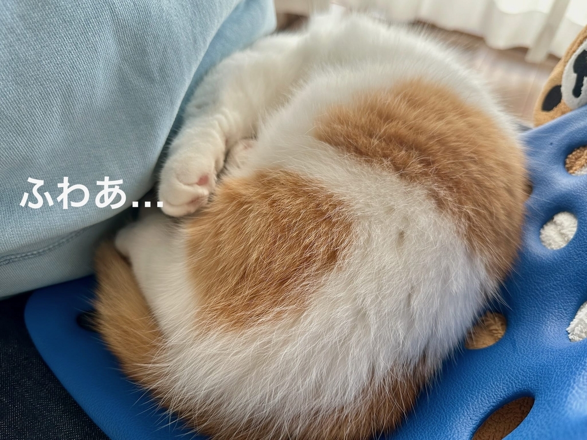 飼い主にくっつくるるちゃん1