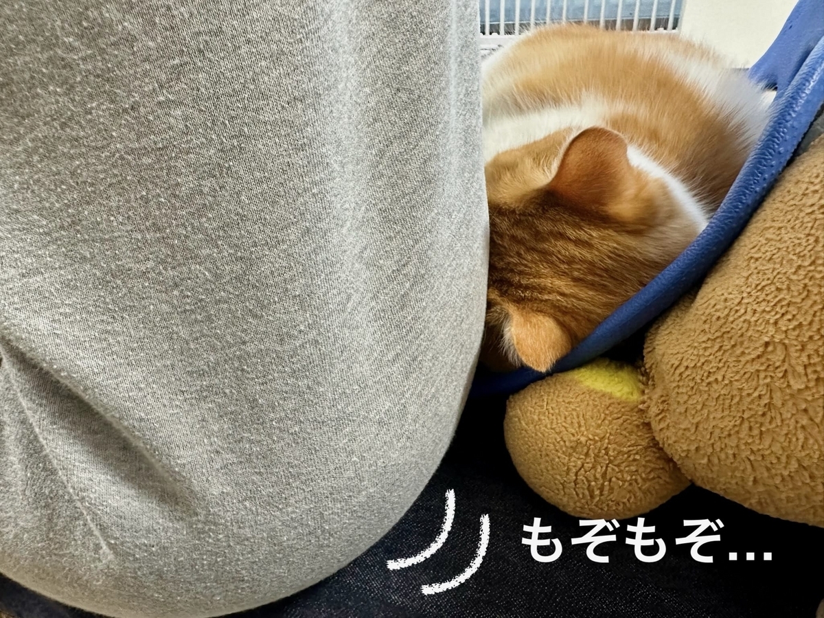 スウェットの中にもぐるもなちゃん