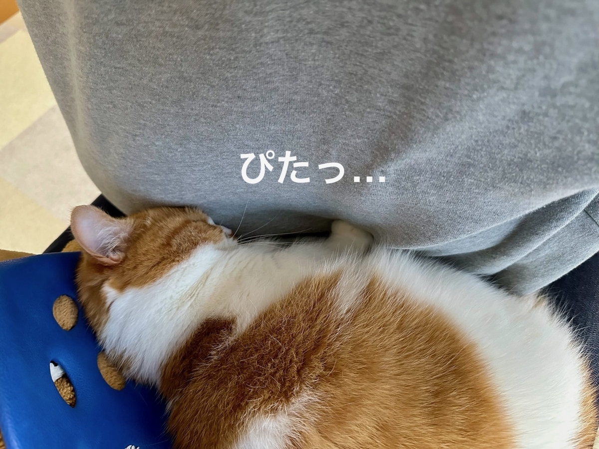 間接的にごっつんこするるるもな2