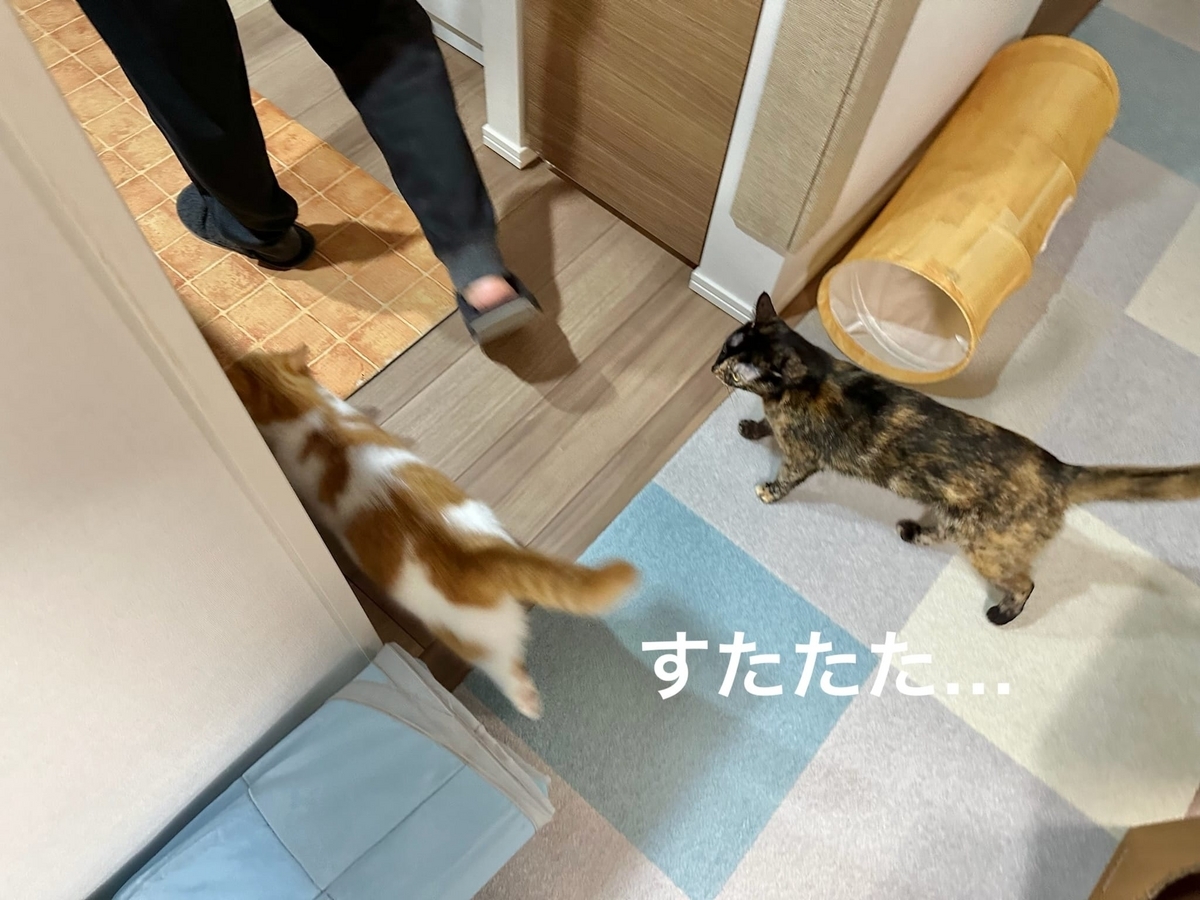 夫にくっついて歩くるるもな