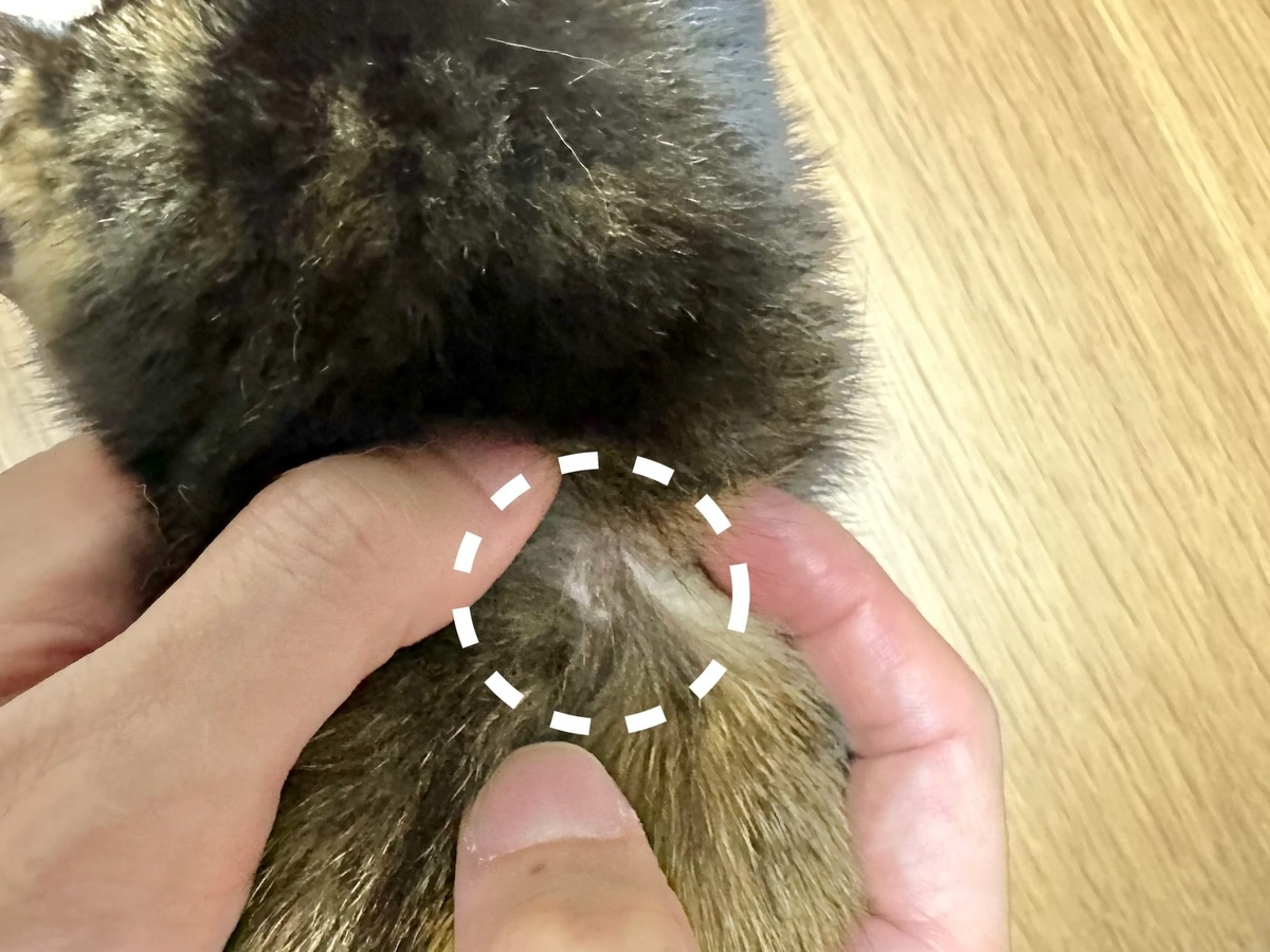 もなちゃんの首元のかさぶた