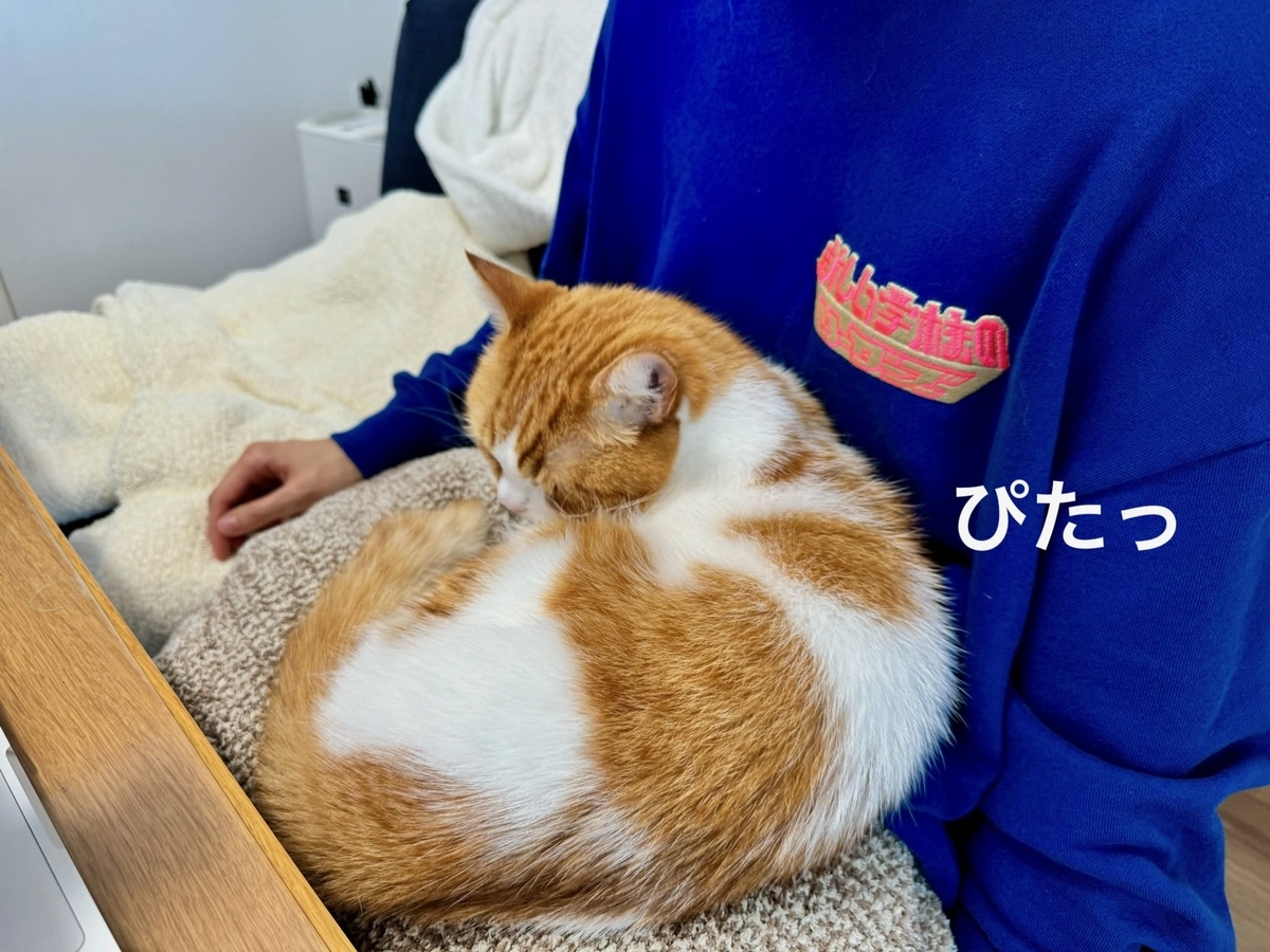 お膝猫のるるちゃん2