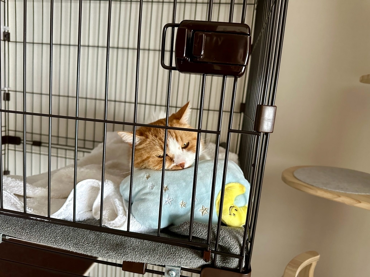 ケージでお昼寝中のるるちゃん1