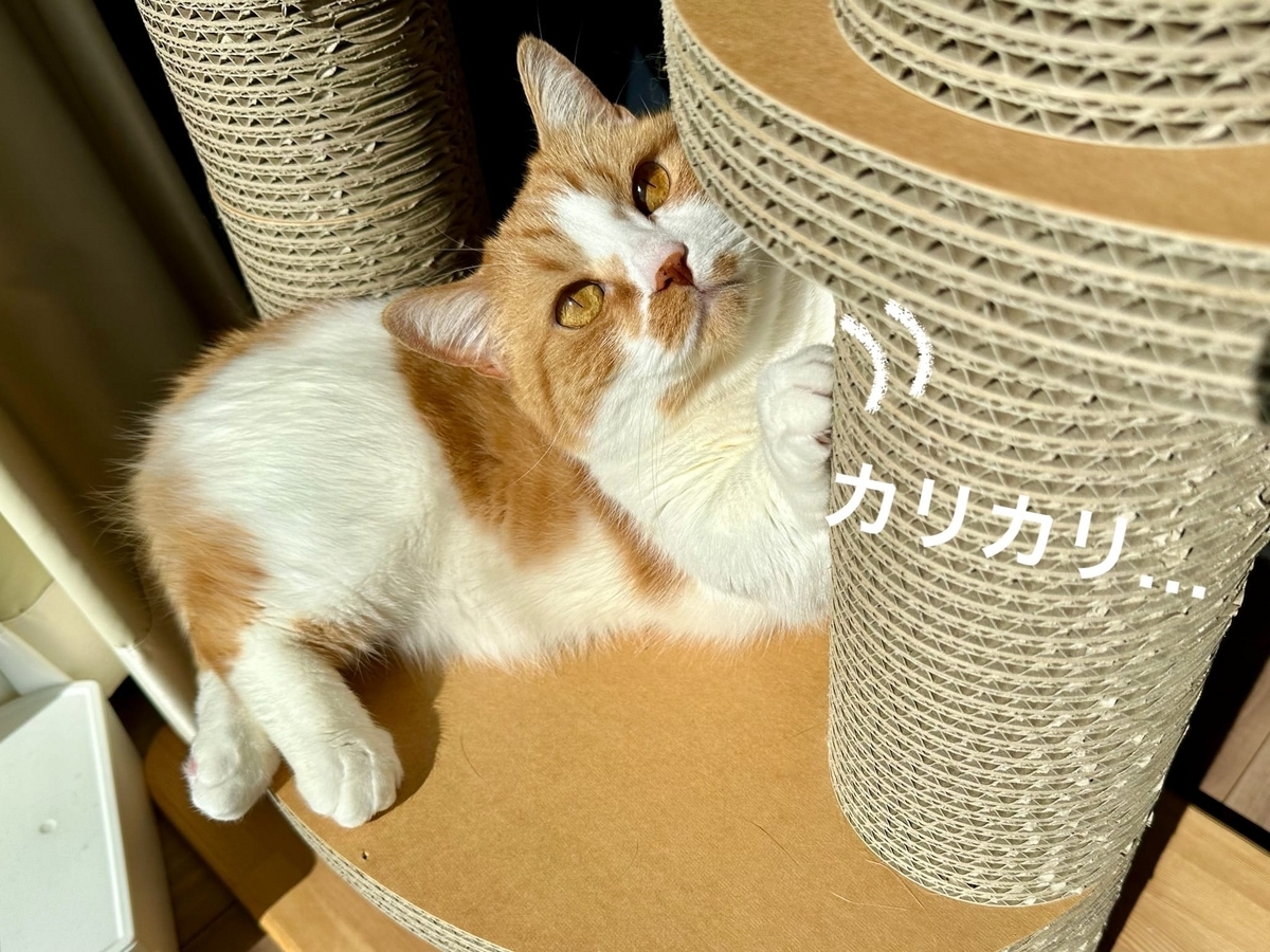 爪研ぎ中のるるちゃん