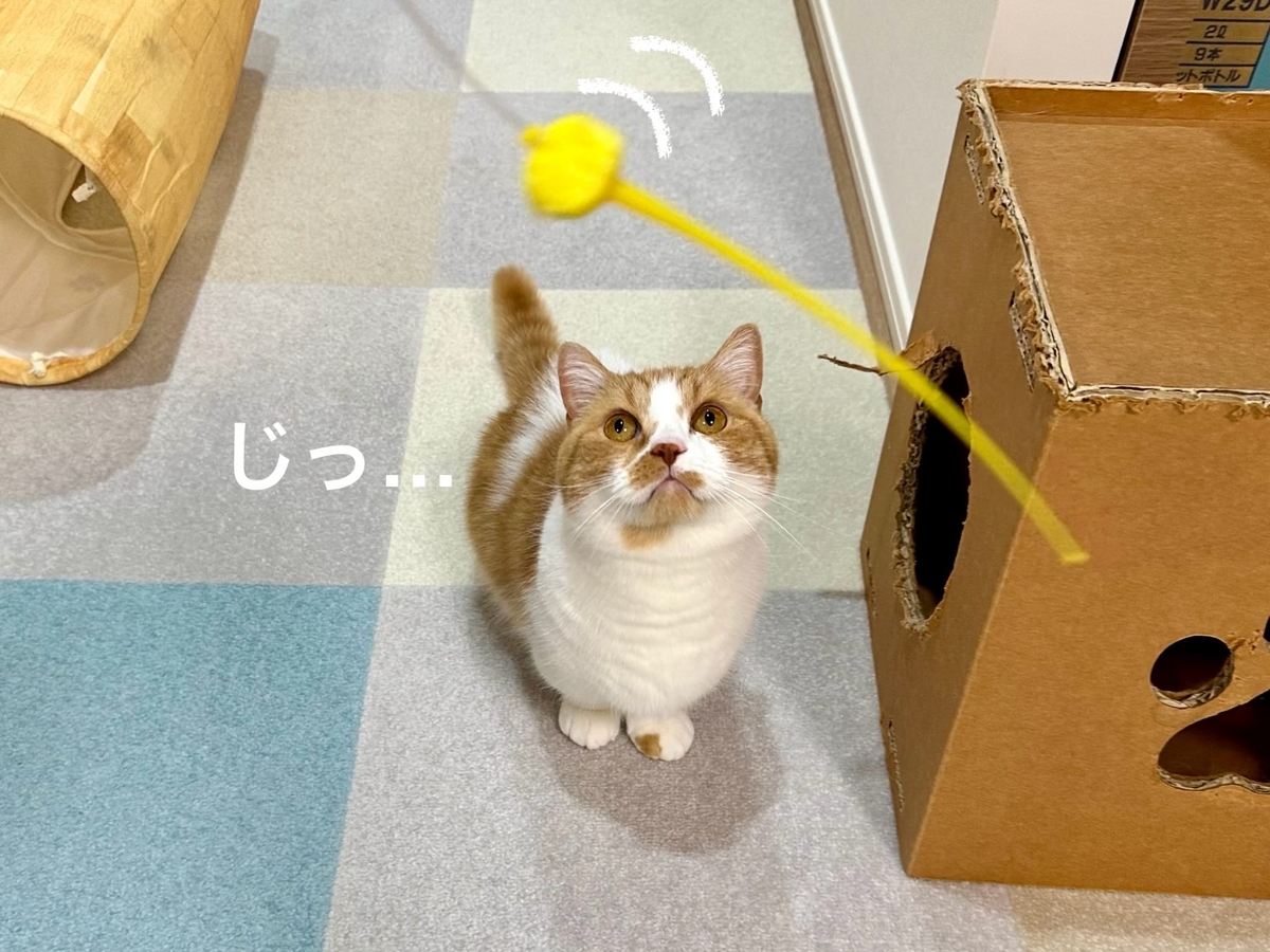 おもちゃを見つめるるるちゃん