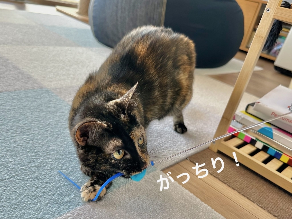 獲物を捕まえたもなちゃん