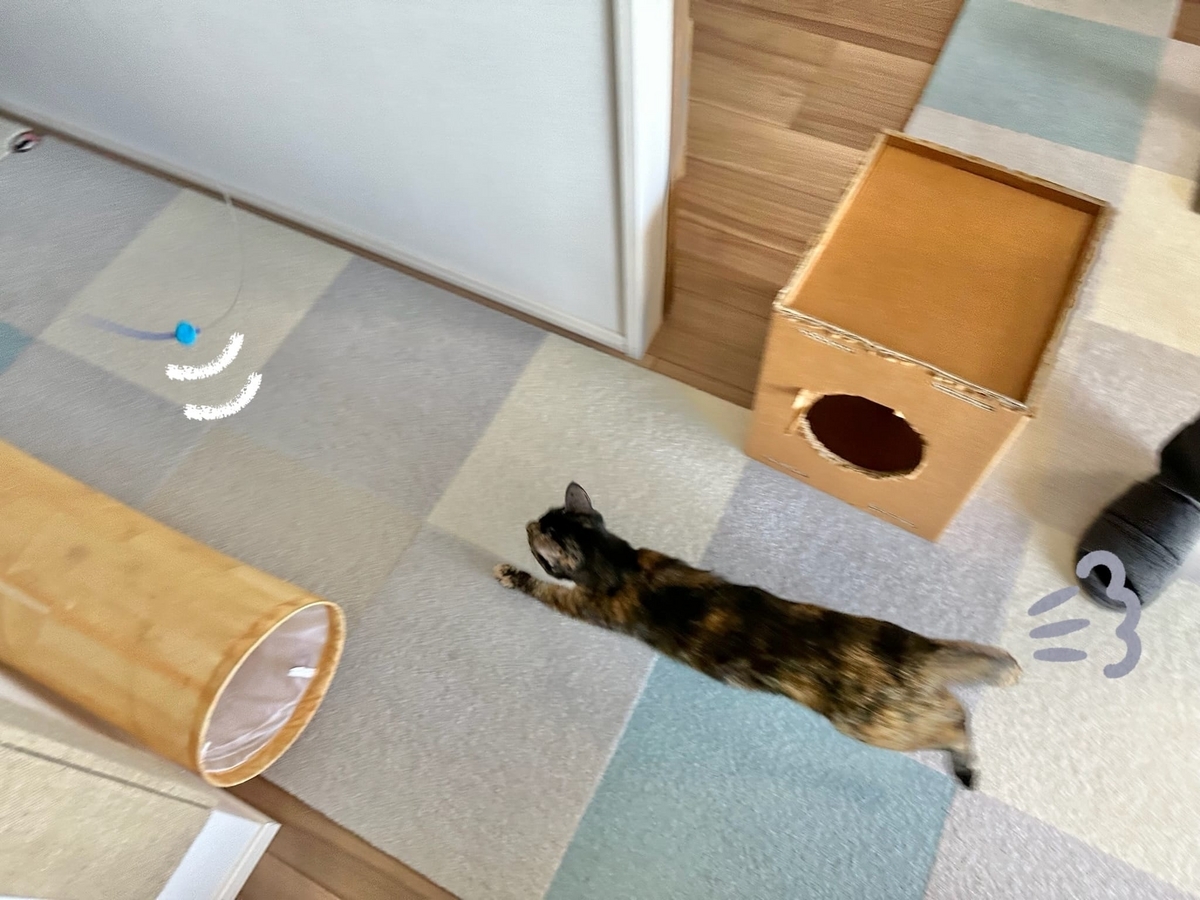 おもちゃを追いかけるもなちゃん