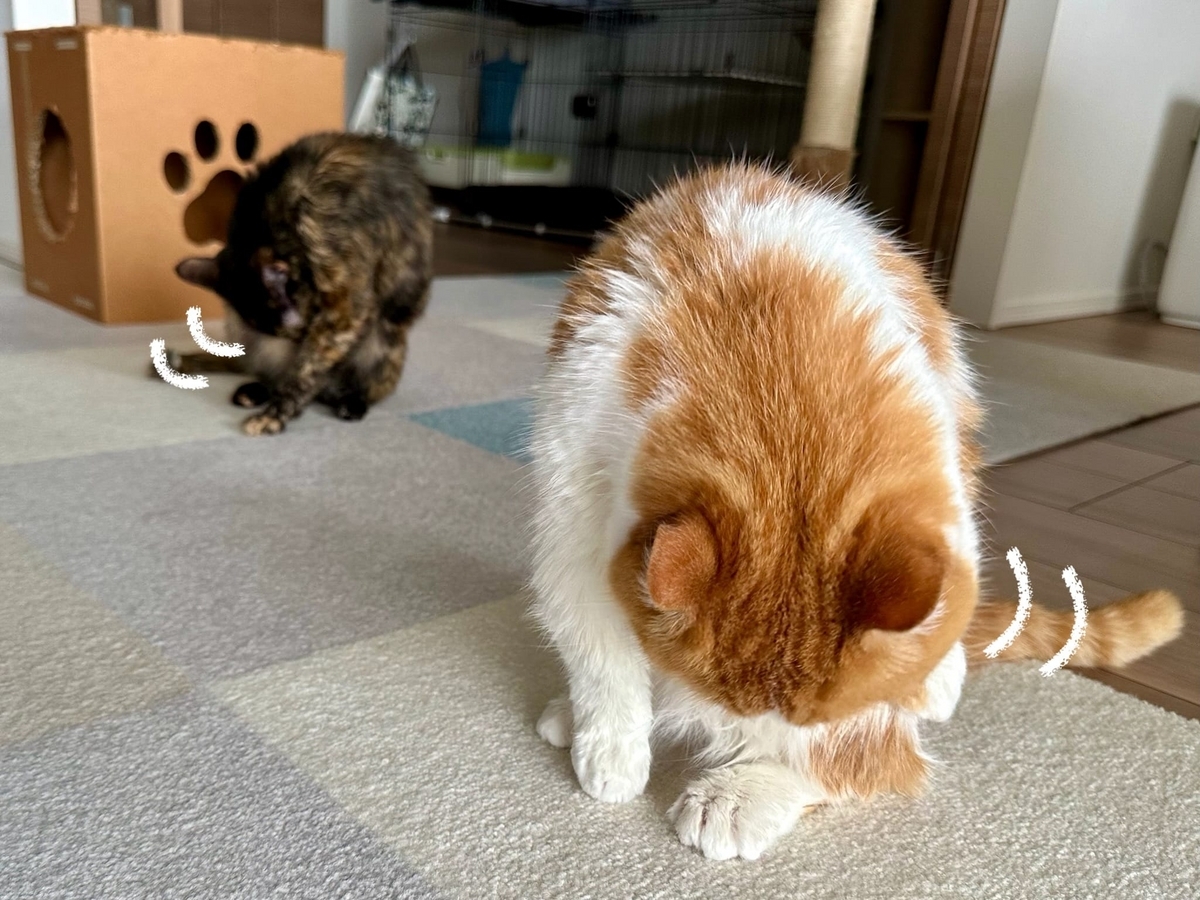 シャンプー後のるるもな