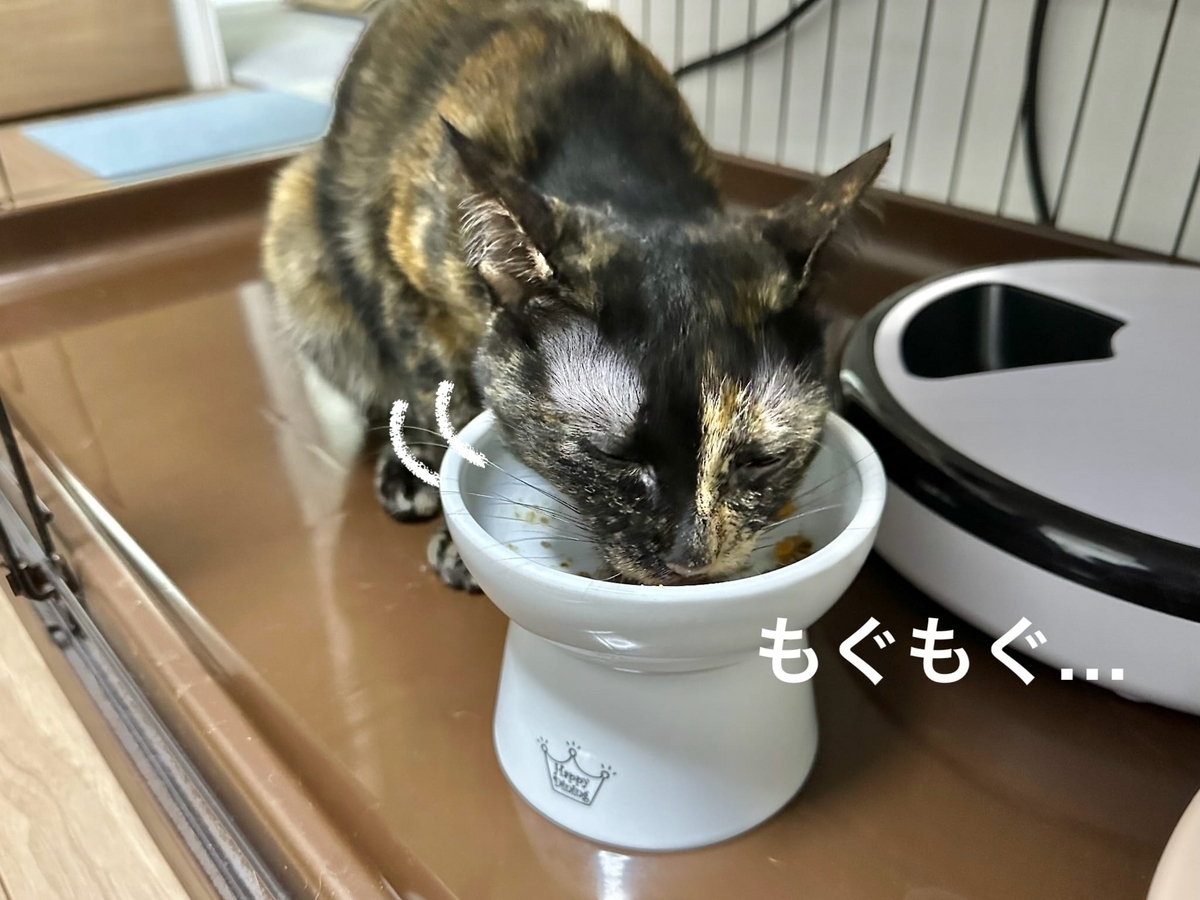 ご飯タイムのもなちゃん