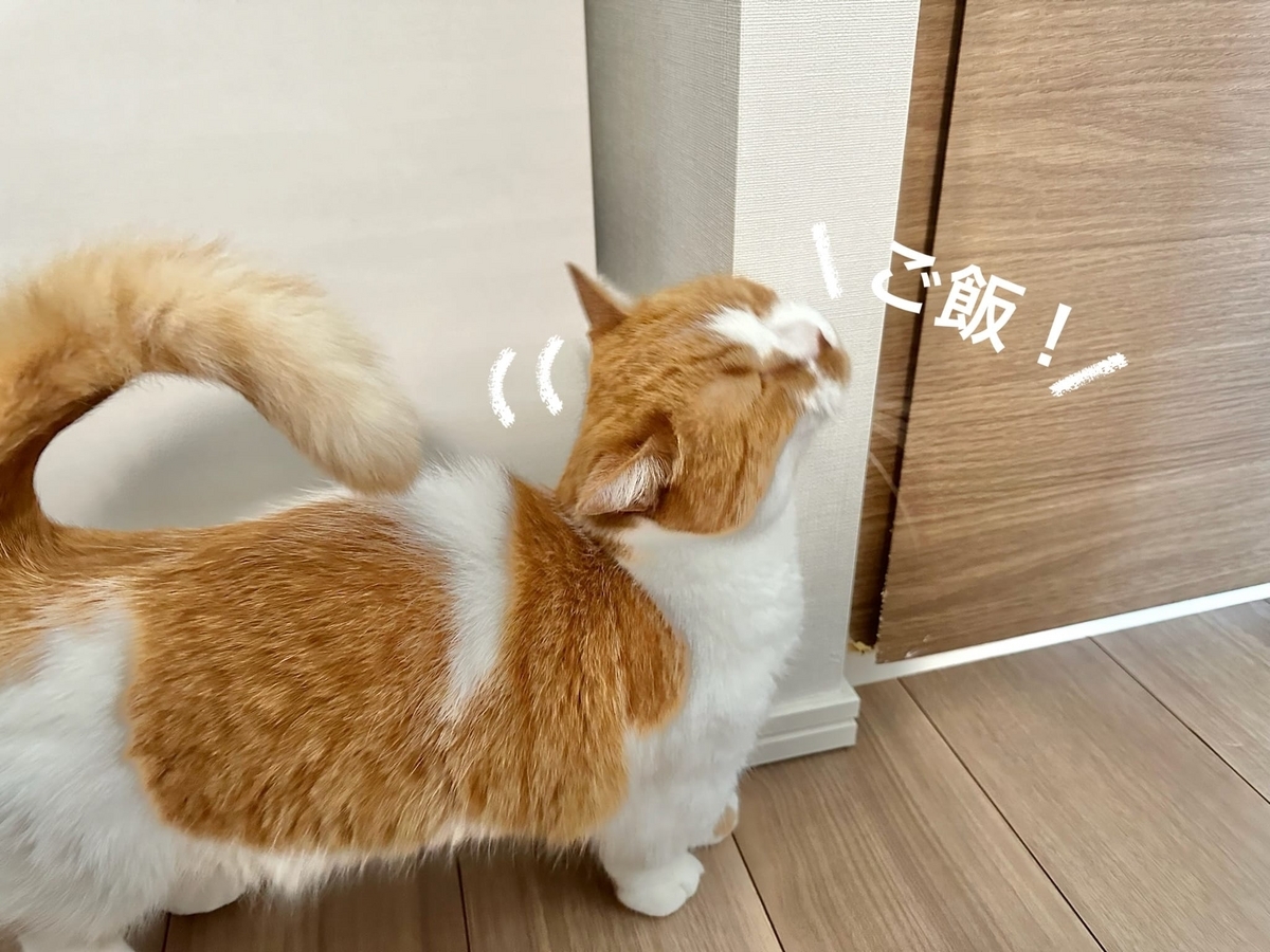 ご飯おねだりるるちゃん