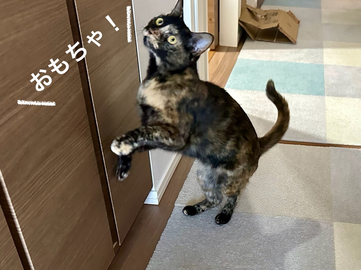 おもちゃおねだりもなちゃん