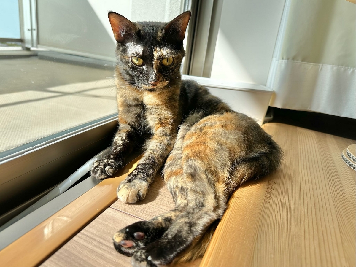 日向ぼっこ中のもなちゃん