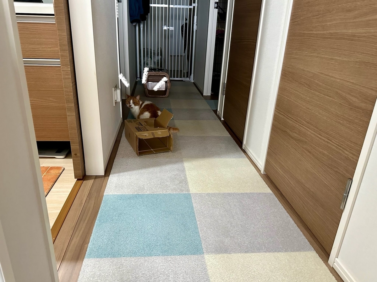 遠くに避難するるるちゃん