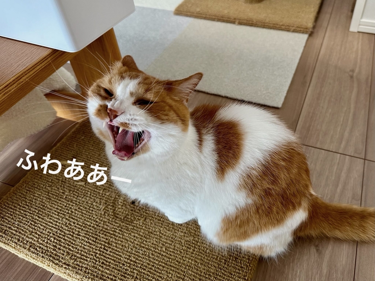 あくびのるるちゃん2