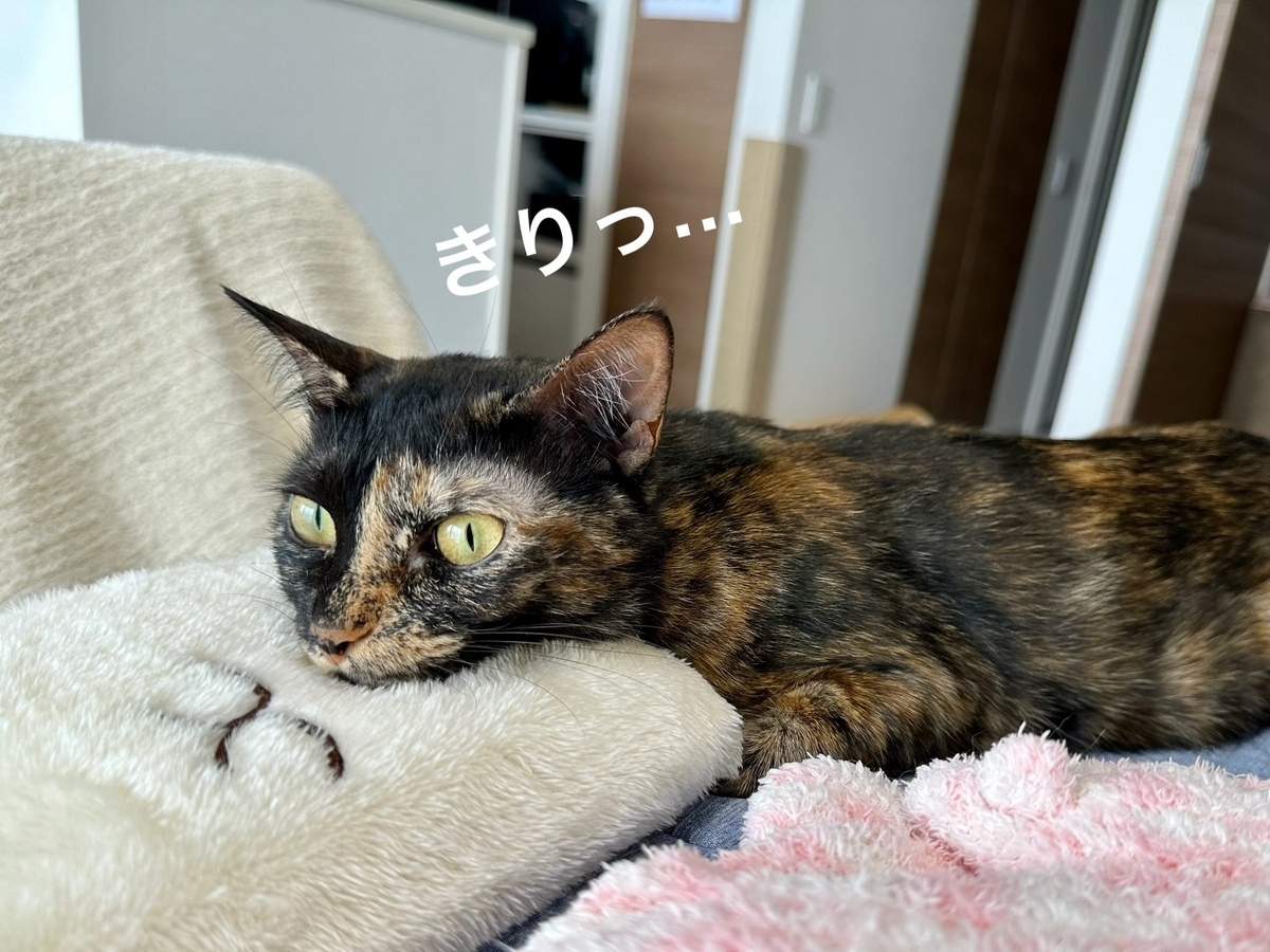 お外を眺めるもなちゃん2