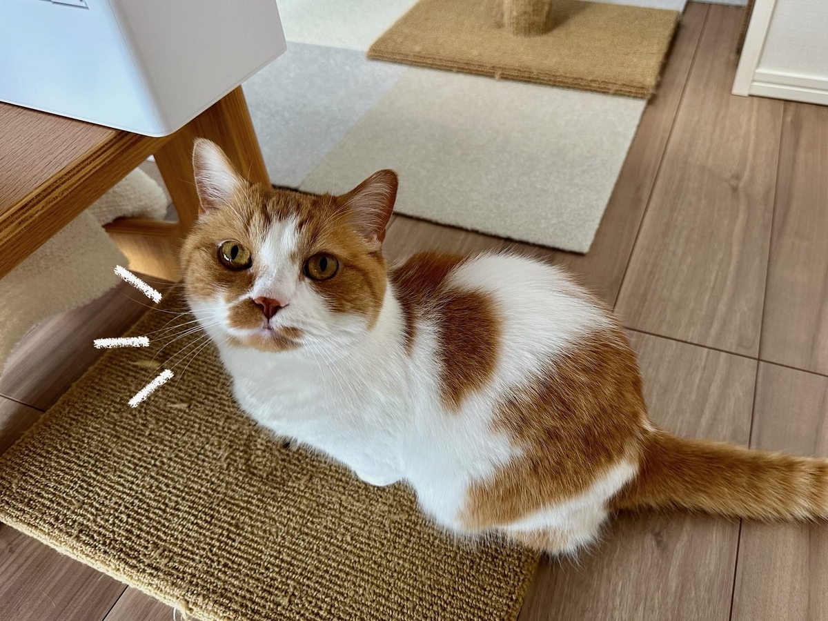 見つめるるるちゃん