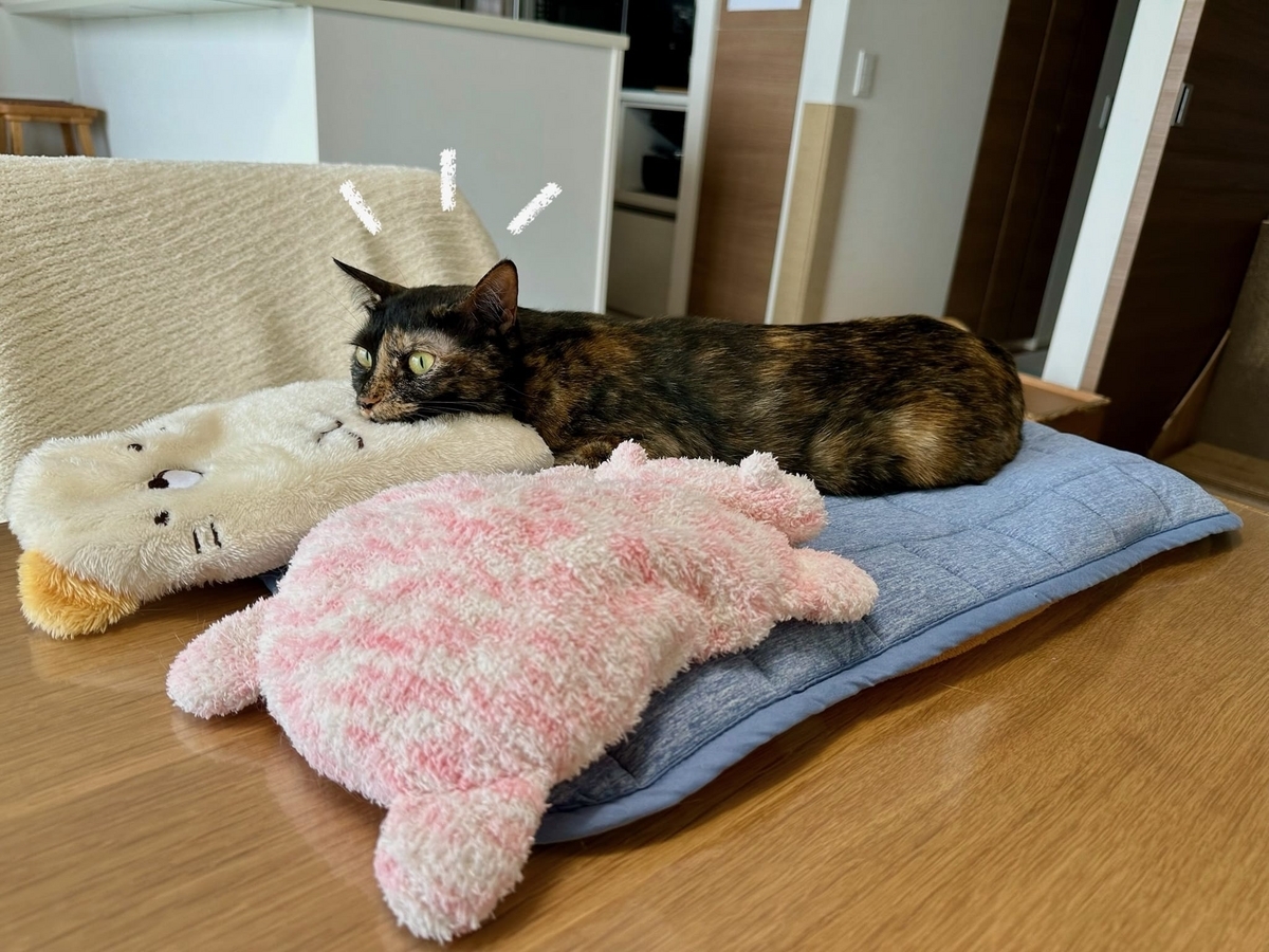 お外を眺めるもなちゃん1