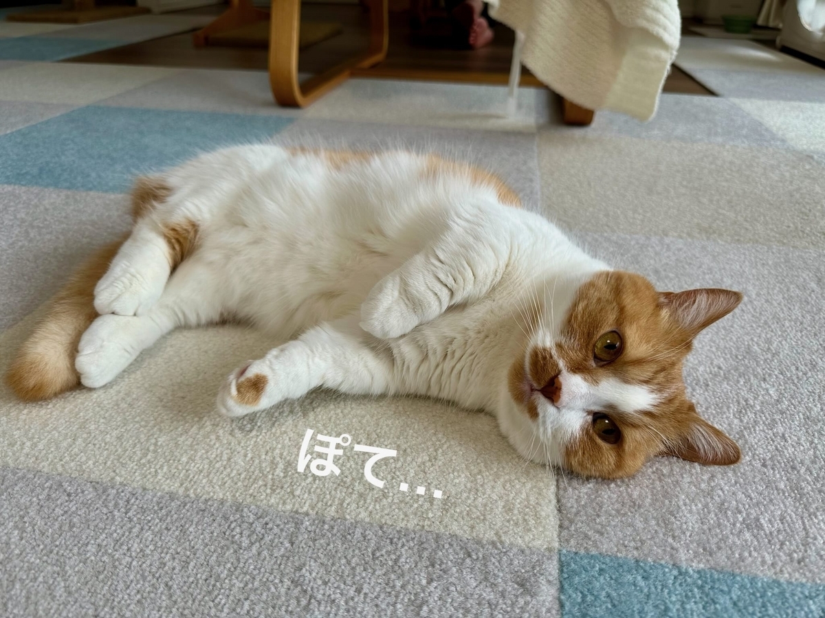 床でごろごろするるるちゃん