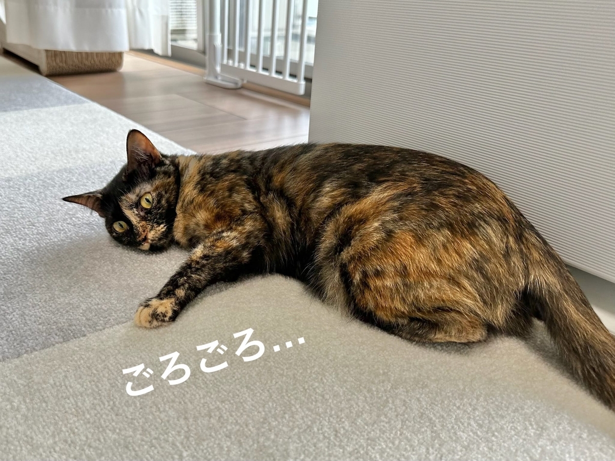 床でごろごろするもなちゃん