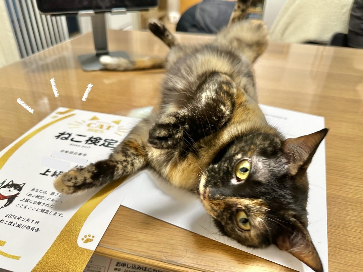 書類の上でごろごろするもなちゃん1