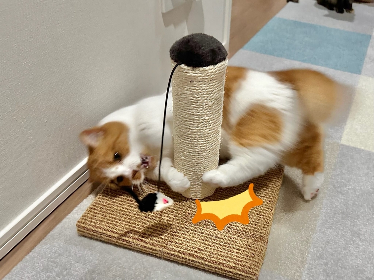 小さい爪とぎタワーとるるちゃん2