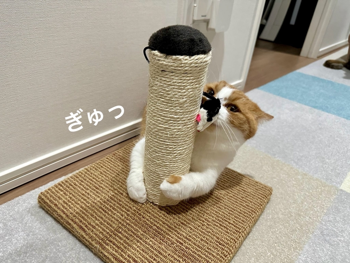 小さい爪とぎタワーとるるちゃん1