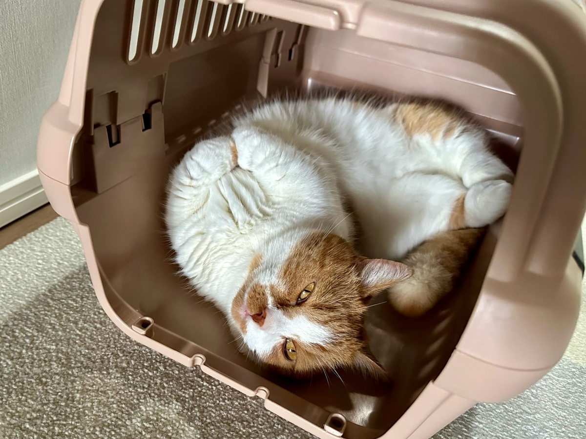 キャリーバッグでお昼寝中のるるちゃん3