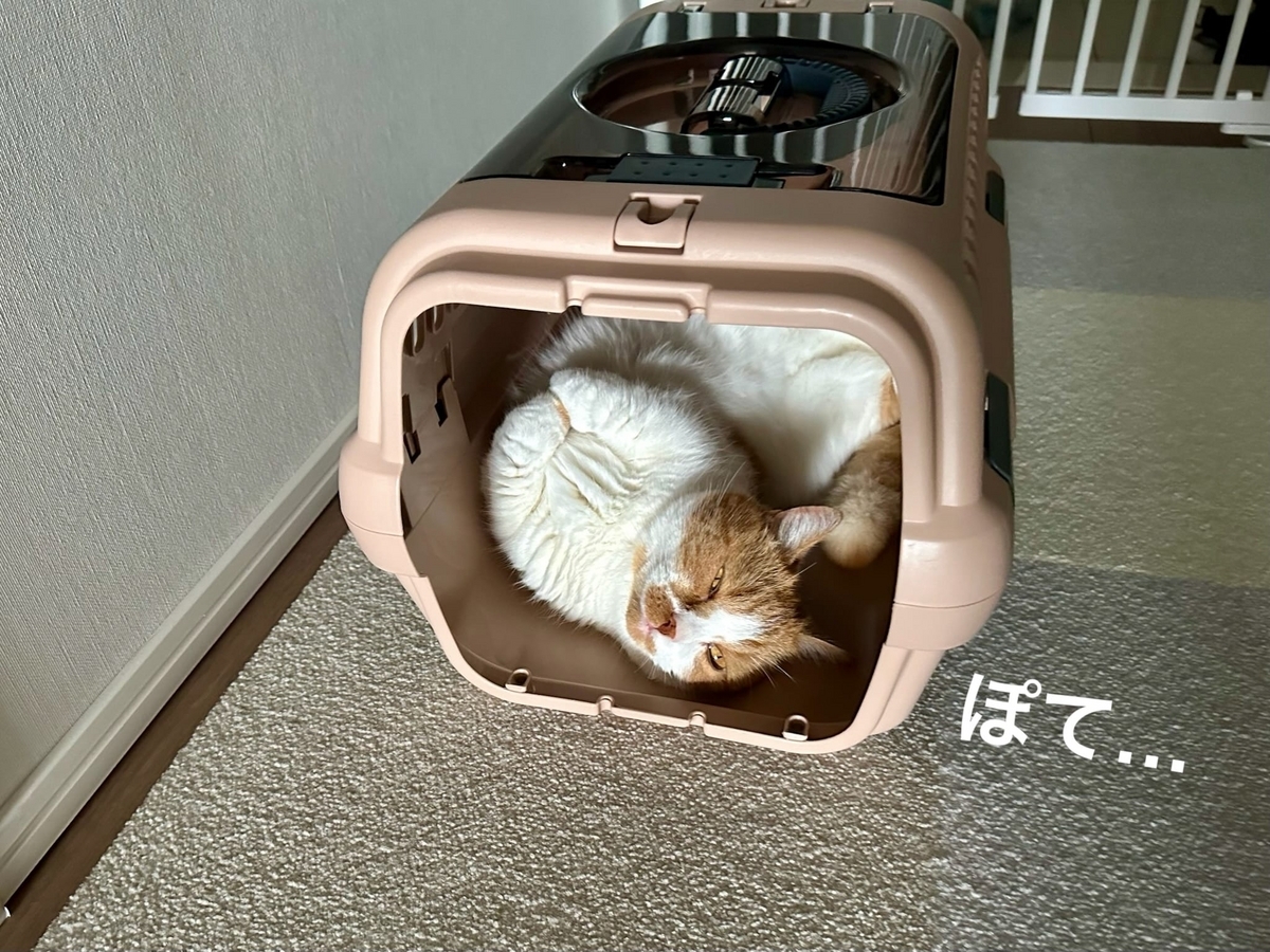 キャリーバッグでお昼寝中のるるちゃん1