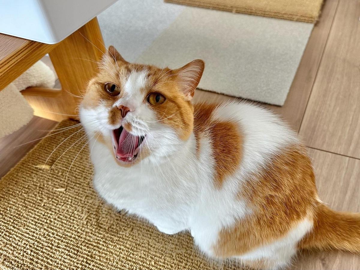 るるちゃんのあくび顔