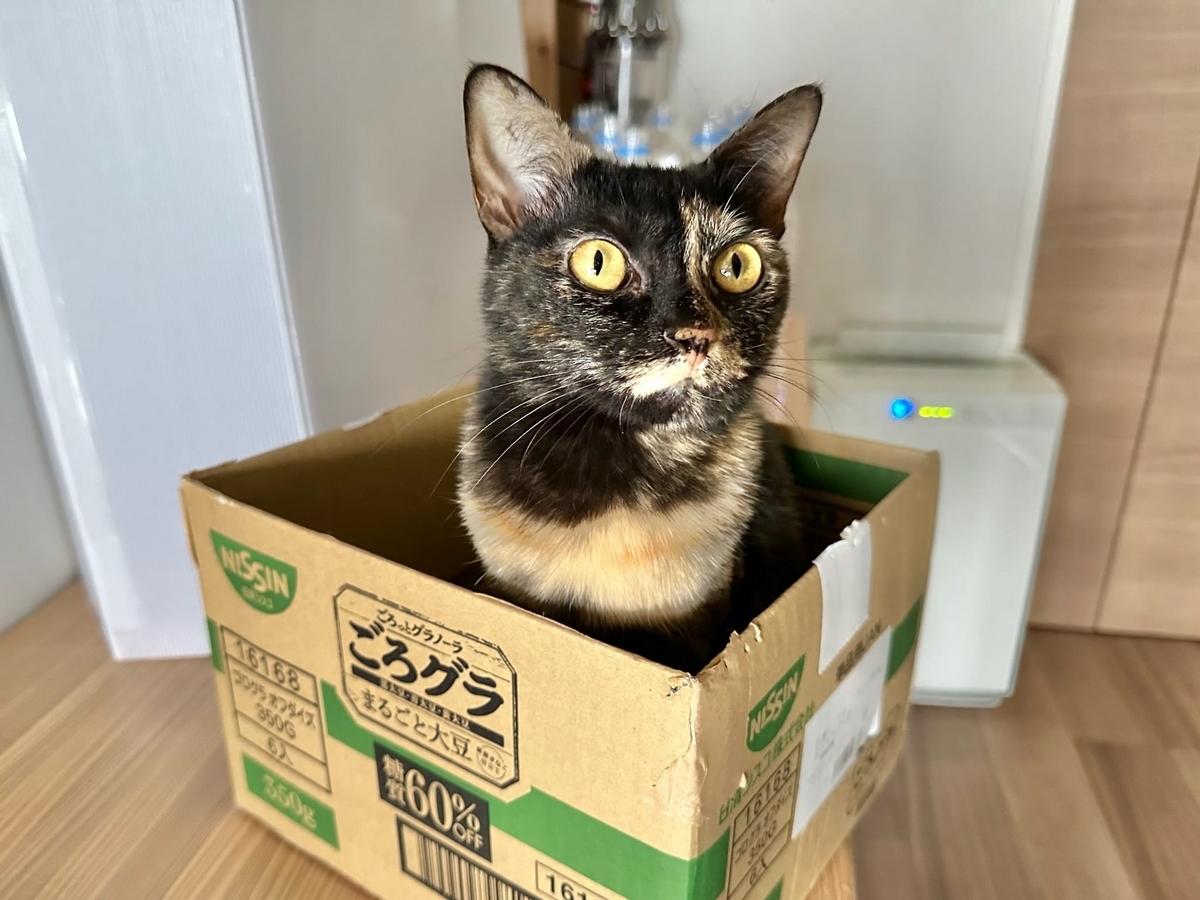 箱入り娘もなちゃん
