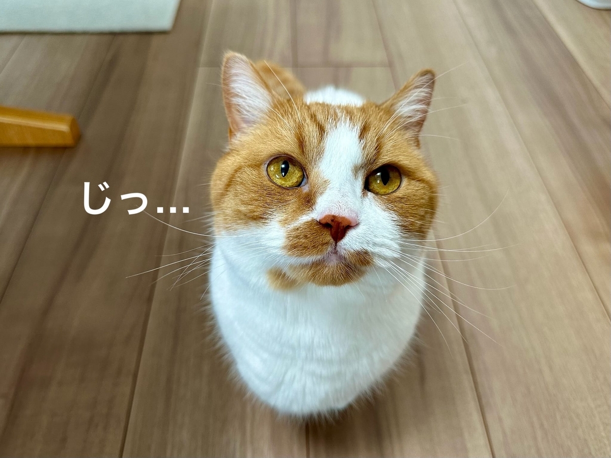 見つめるるるちゃん1