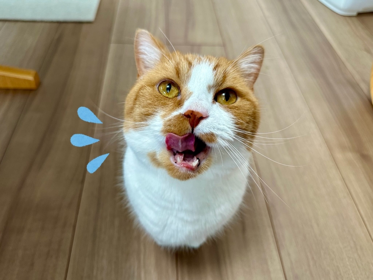 見つめるるるちゃん2