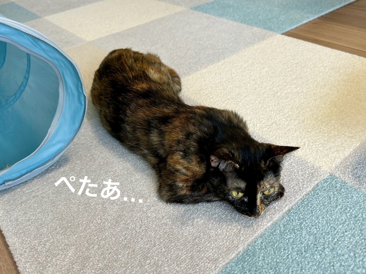 床にぺたっともなちゃん