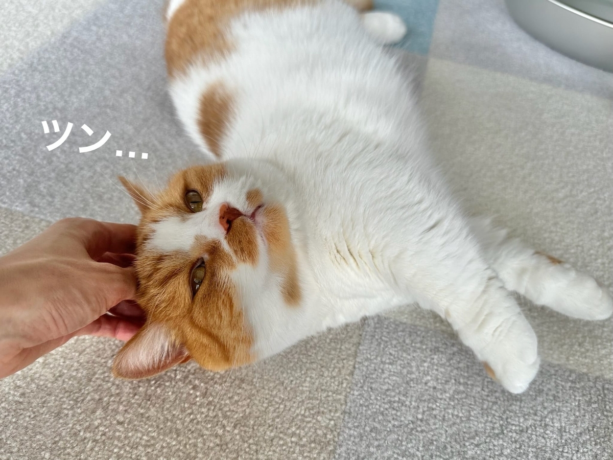 なでなでタイムのるるちゃん