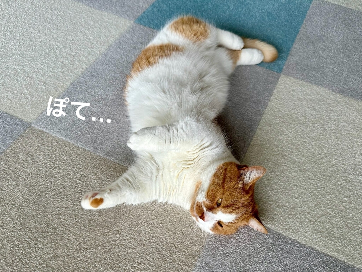 床に転がるるるちゃん