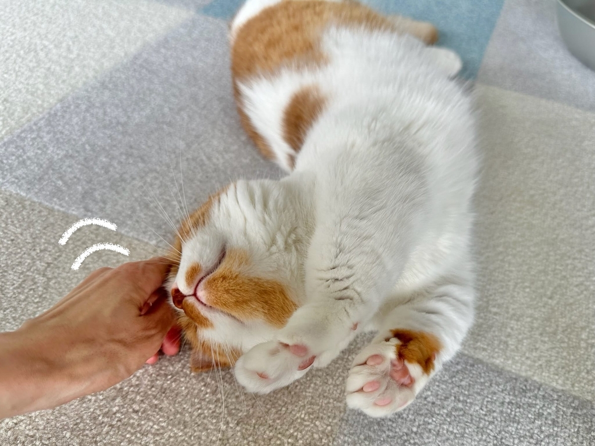 なでなでタイムのるるちゃん1